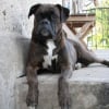 Photo de Juluka