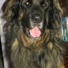 Photo de Atlas , Leonberger