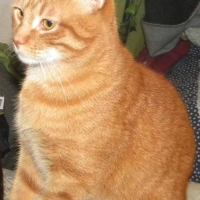 Photo de profil de Bouchon