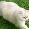 Photo de Ottelo, Persan
