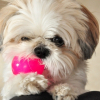 Photo de Emie, Shih Tzu