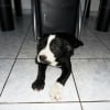 Photo de Draka, American Staffordshire Terrier