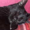 Photo de Nounouche