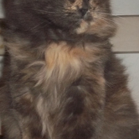 Photo de profil de Ling knight