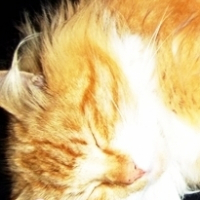 Photo de profil de Eros
