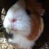 Photo de Caramel
