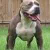 Photo de Lady, Bulldog Anglais