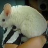 Photo de Gizmo