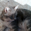 Photo de Fidji de saules