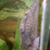 Photo de Albert le poisson