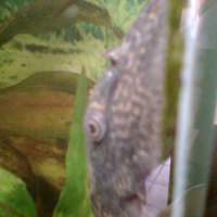 Photo de profil de Albert le poisson