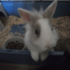 Photo de Buster