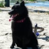 Photo de Aztec, Schipperke