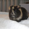 Photo de Ti cochon