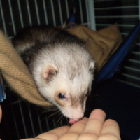 Photo de profil de Neo