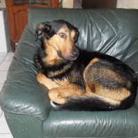 Photo de profil de Brasko