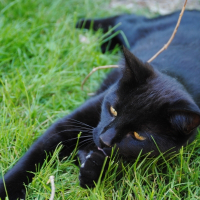 Photo de profil de Fidji