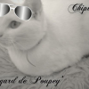Photo de Chipie