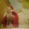 Photo de Oggy