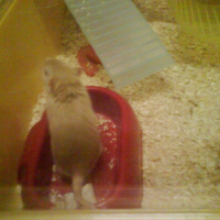 Photo de profil de Oggy
