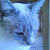 Photo de Lilas