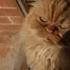 Photo de Garfield