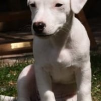Photo de profil de Nala