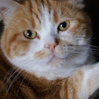 Photo de profil de Chanel