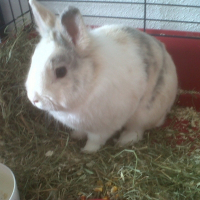 Photo de profil de Myrtille