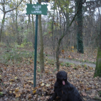 Photo de profil de Bolson noir des tibidoums