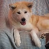 Photo de China keiko go umagoya, Akita Inu