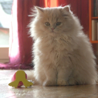 Photo de profil de Cléopatre