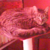Photo de Shana