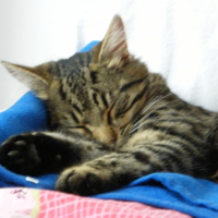 Photo de profil de Pissou
