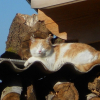 Photo de Crumbel