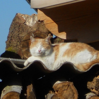 Photo de profil de Crumbel
