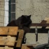 Photo de Toufou