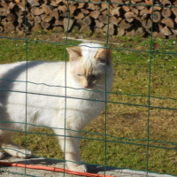 Photo de profil de Meringue