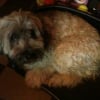 Photo de Lorie