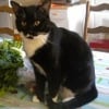 Photo de Kitt'cat