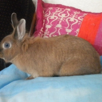 Photo de profil de Anouchka