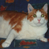 Photo de Minou