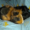 Photo de Caranougat