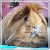 Photo de Pollux