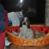 Photo de Houpette
