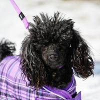 Photo de profil de Miis daisy