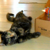 Photo de Églantine