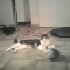 Photo de Shoupy