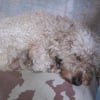 Photo de Rox