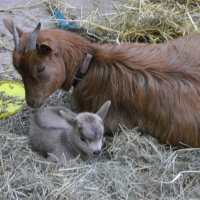 Photo de profil de Cacahuette et son bb